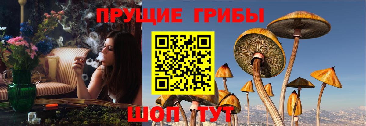 Обь  как найти закладки  Вход с VPN  Псилоцибиновые грибы Psilocybine cubensis 